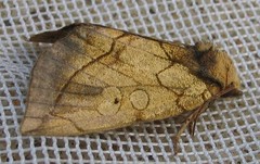 Basilodes pepita