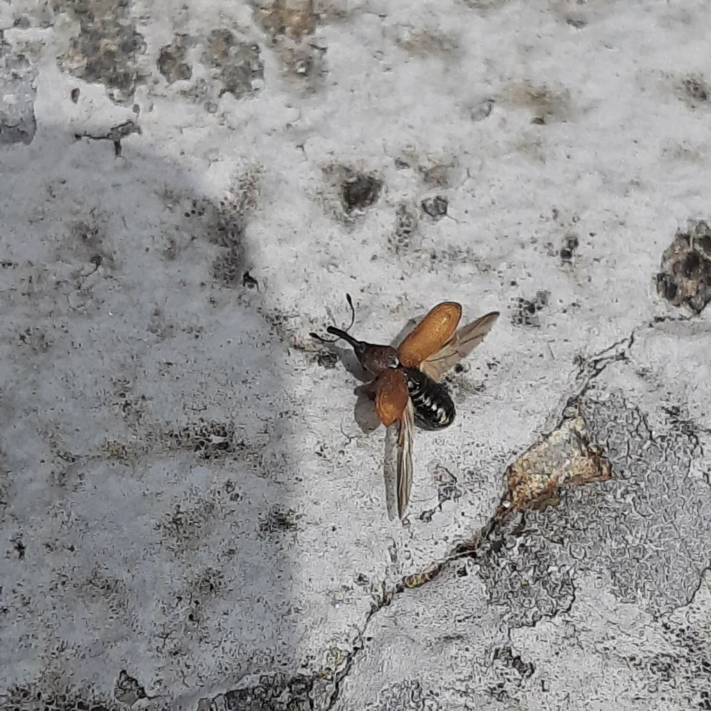 Magdalis rufa