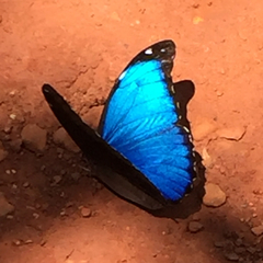 Morpho menelaus