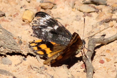 Synemon parthenoides
