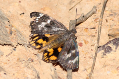 Synemon parthenoides