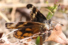 Synemon parthenoides
