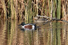 Spatula clypeata