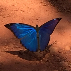 Morpho menelaus