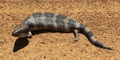 Tiliqua occipitalis