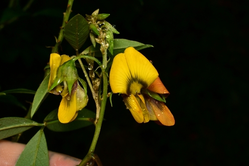 Crotalaria micans iNat (1)