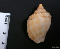 Phalium bandatum
