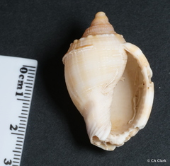 Phalium bandatum