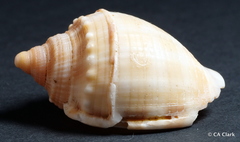 Phalium bandatum