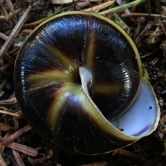 Monadenia infumata callidina
