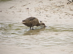 Anas bahamensis galapagensis