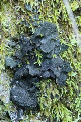 Sticta fuliginosa