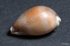 Erronea
