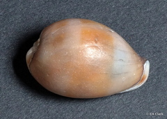 Erronea
