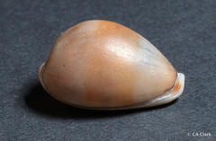 Erronea