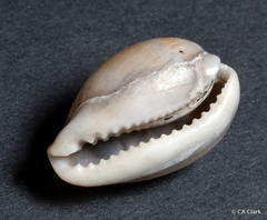 Erronea