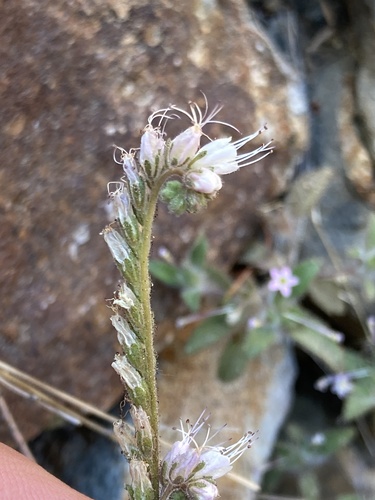 Stebbins' phacelia (Phacelia stebbinsii)