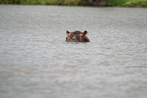 Common Hippopotamus