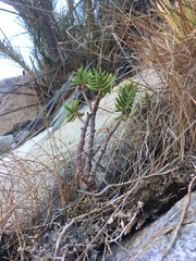 Crassula tetragona