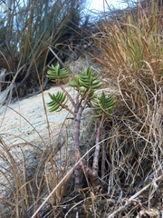 Crassula tetragona