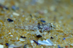 Nesogobius pulchellus