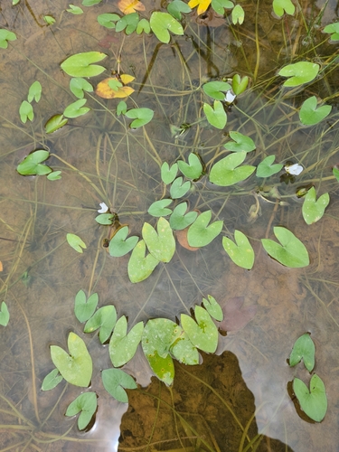 Image of Sagittaria guayanensis by no rights reserved