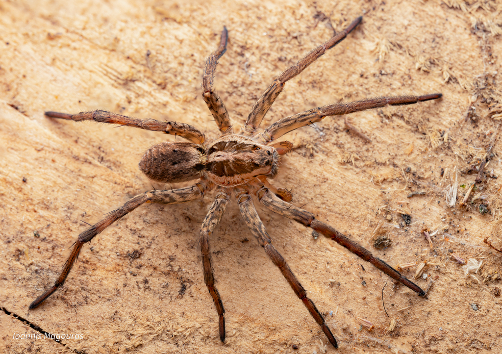 Hogna radiata