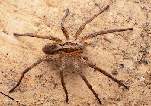 Radiated Wolf Spider