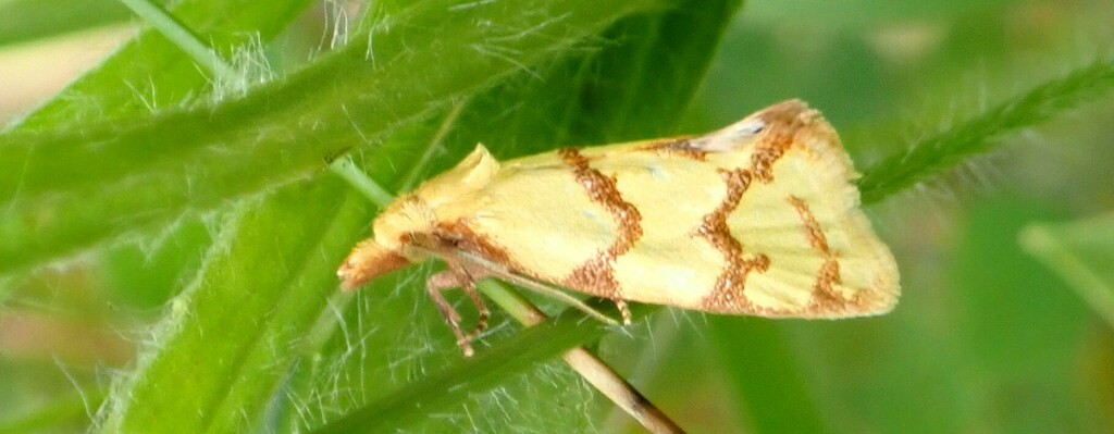 Agapeta largana