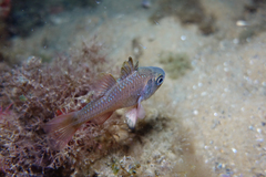 Vincentia conspersa