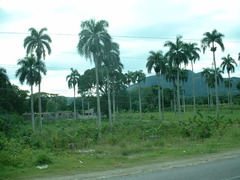 Roystonea borinquena
