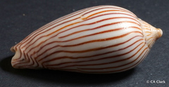 Amoria zebra
