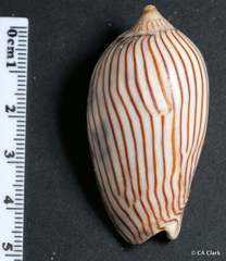 Amoria zebra