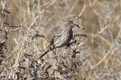 Haemorhous mexicanus