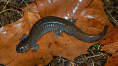 Ambystoma barbouri