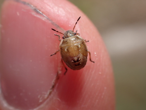 White-spotted Stink Bug