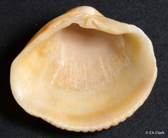 Veneridae