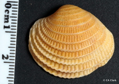Veneridae