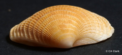 Veneridae