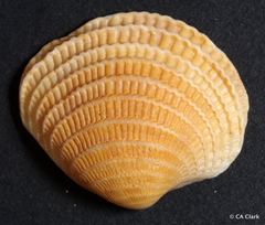 Veneridae