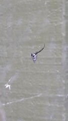 Argyrodes antipodianus