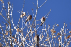Haemorhous mexicanus