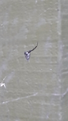 Argyrodes antipodianus