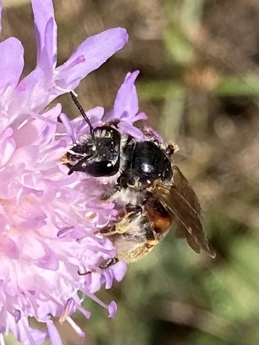 Buožaininė Smėliabitė nuotrauka