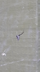 Argyrodes antipodianus