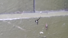 Argyrodes antipodianus