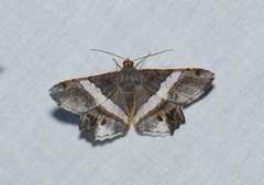 Chiasmia nora