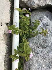 Lantana involucrata