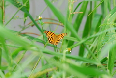 Polygonia c-aureum lunulata
