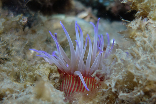 Epiactis australiensis